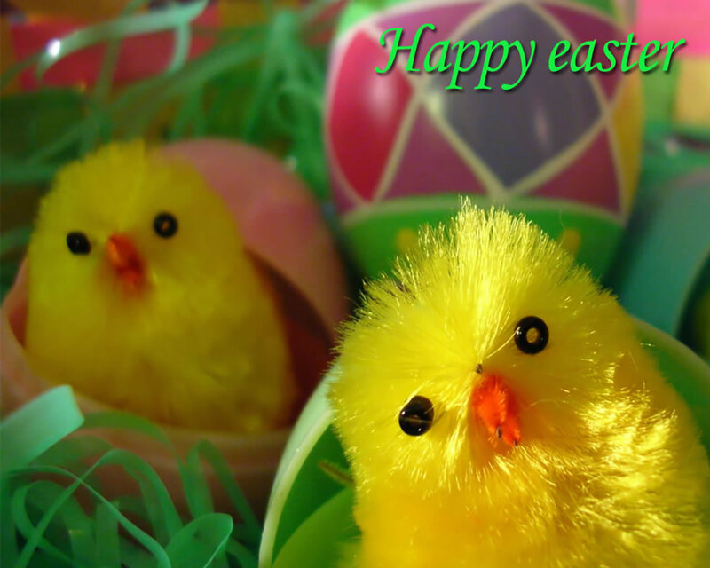 Easter chicks in eggs
