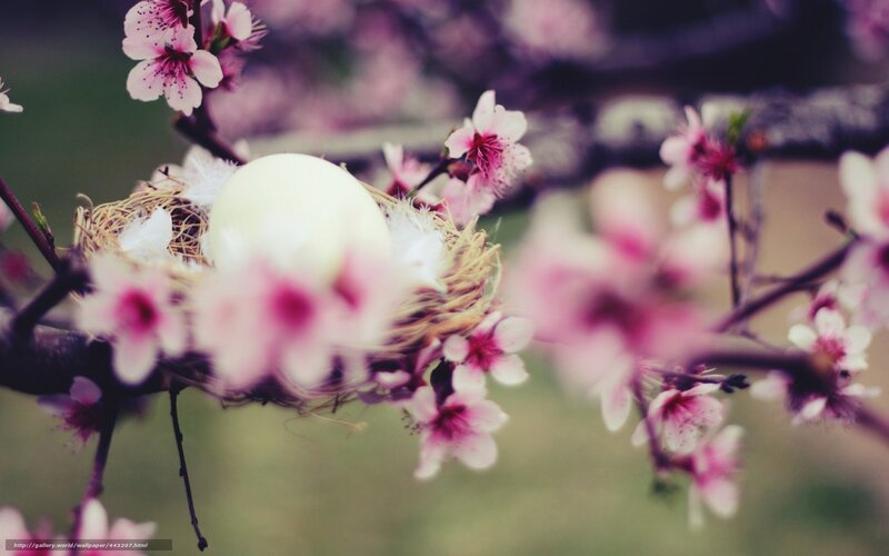 Easter egg in blooming nest