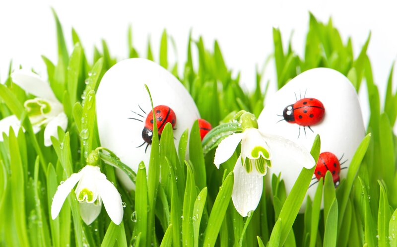 Easter Eggs in Grass — White