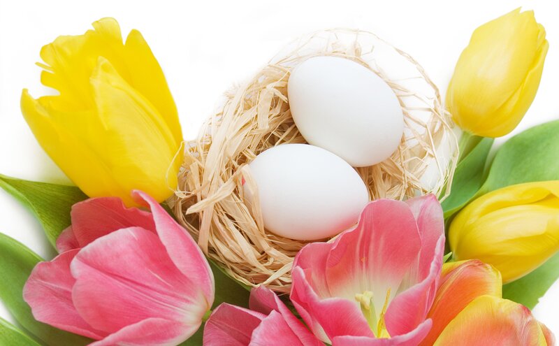 Easter Eggs in Nest — Yellow, Festive