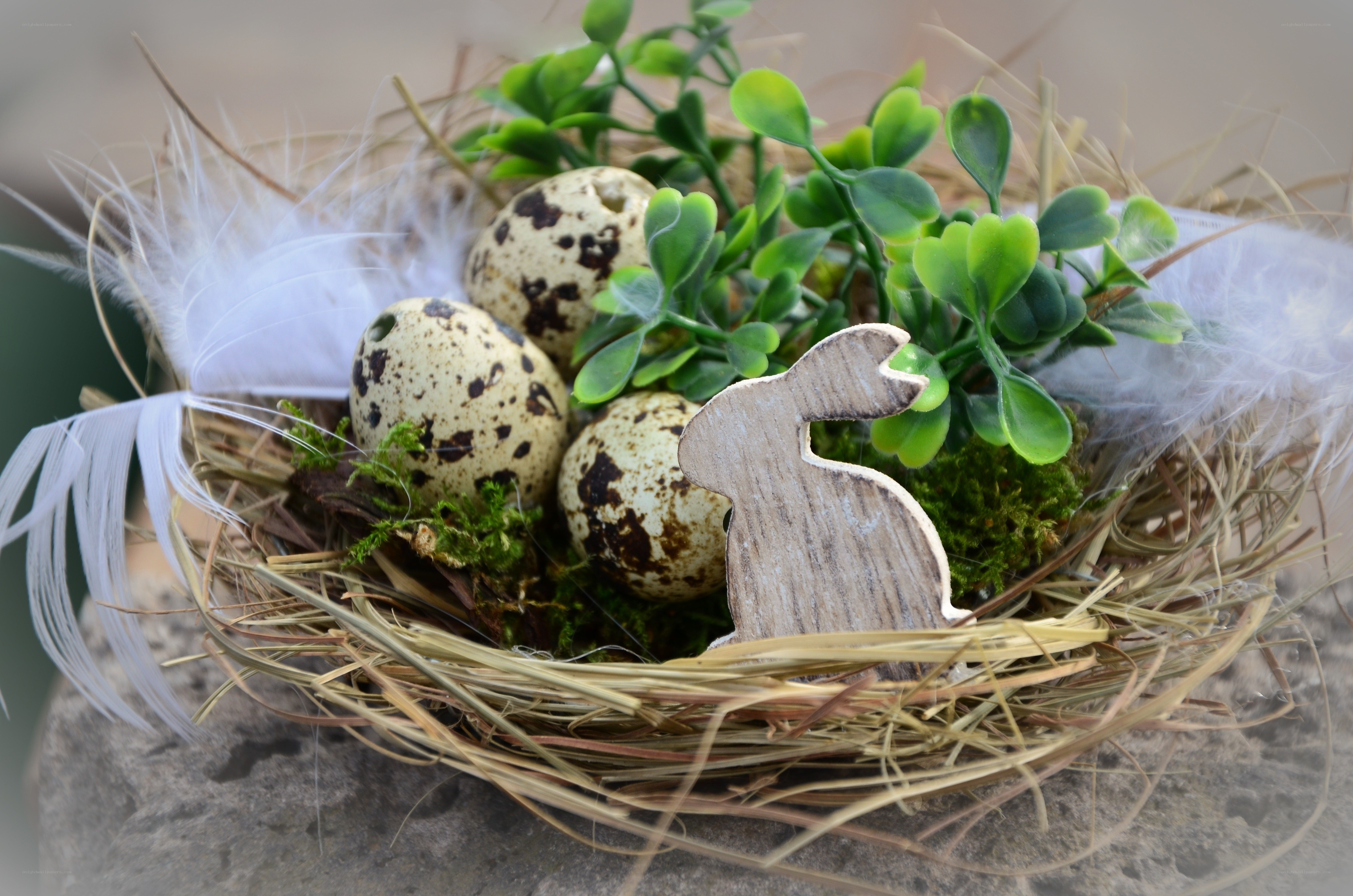 Easter nest with quail eggs