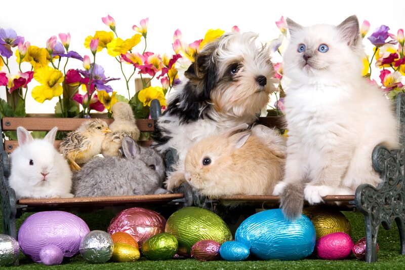 Easter pets on a bench