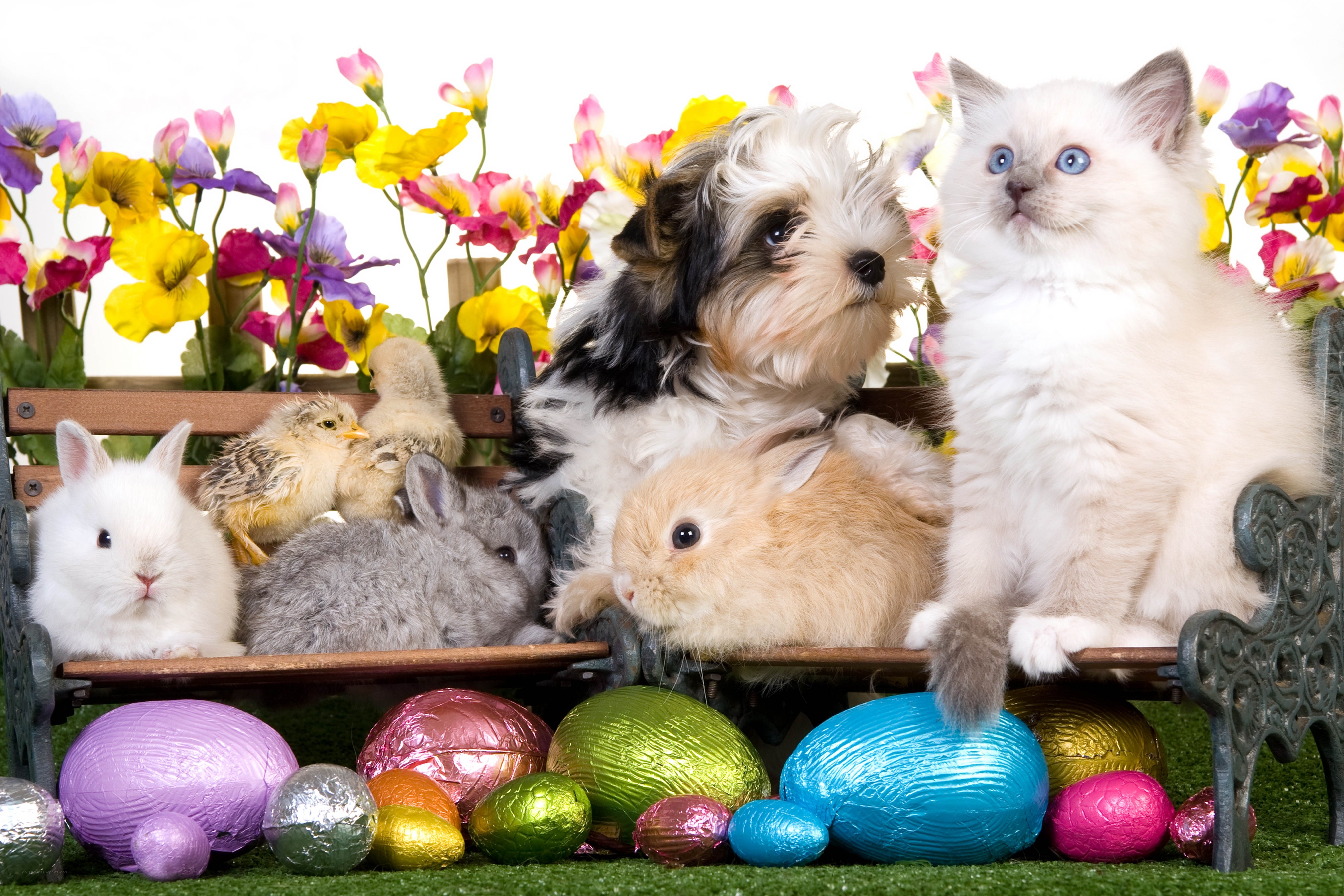 Easter pets on a bench