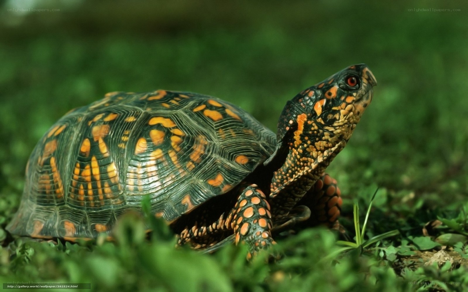 Eastern box turtle in grass