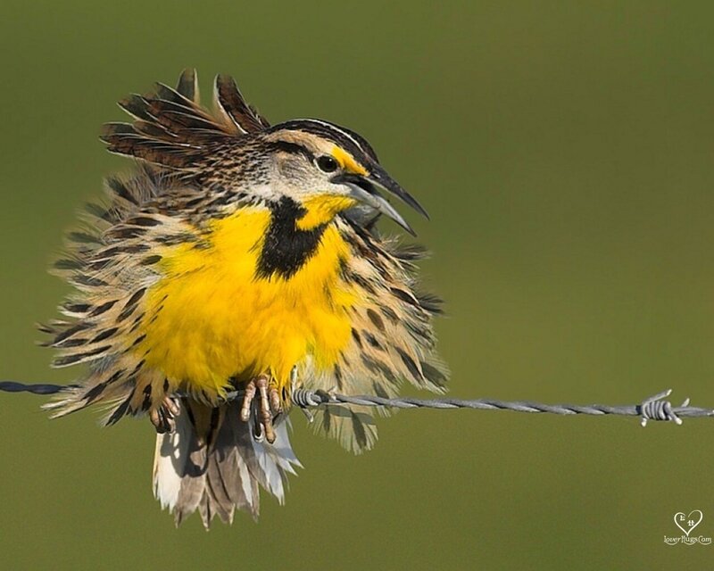 Eastern Meadowlark