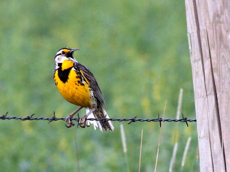 Eastern Meadowlark — Yellow, Calm, Afternoon