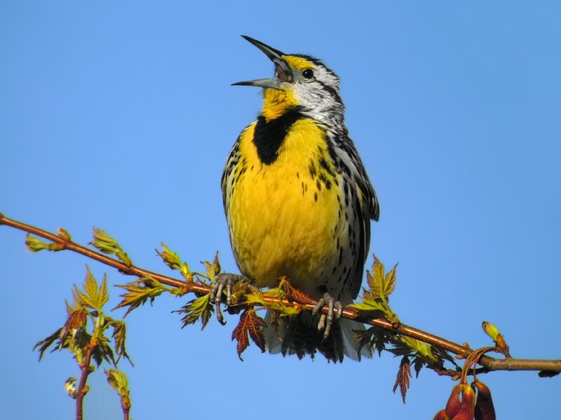 Eastern Meadowlark — Yellow, Calm, Spring