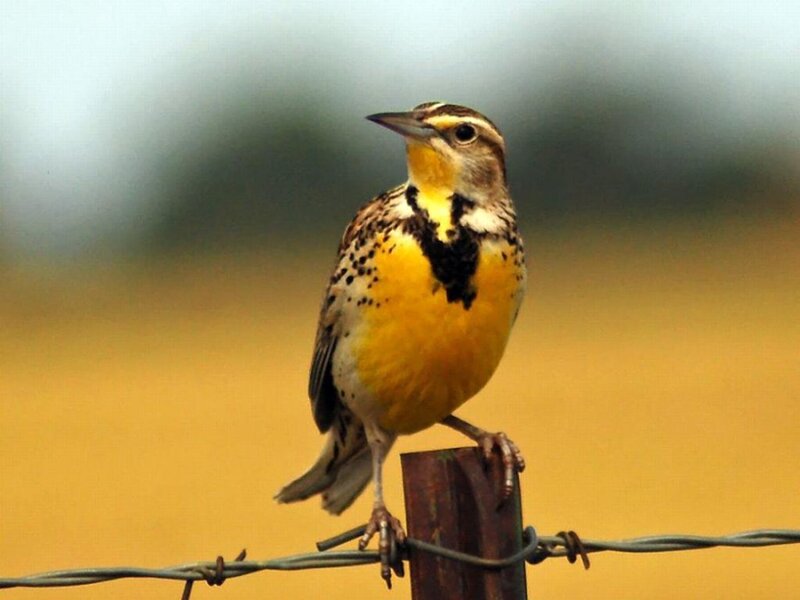 Eastern Meadowlark — Yellow, Calm