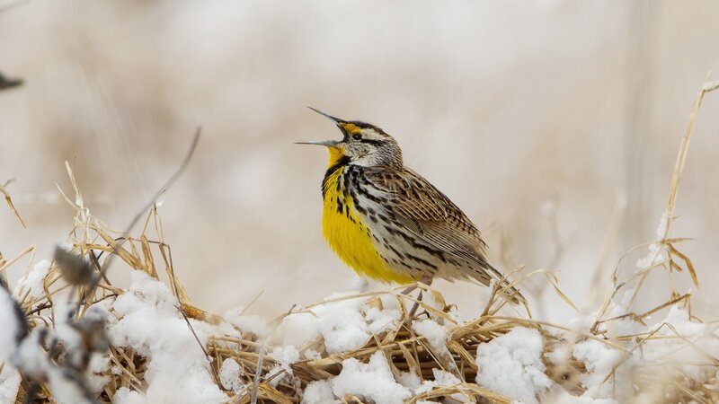 Eastern Meadowlark — Yellow, Calm, Winter