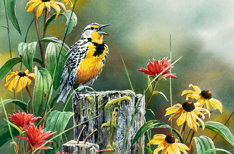 Eastern Meadowlark — Yellow, Serene, Summer