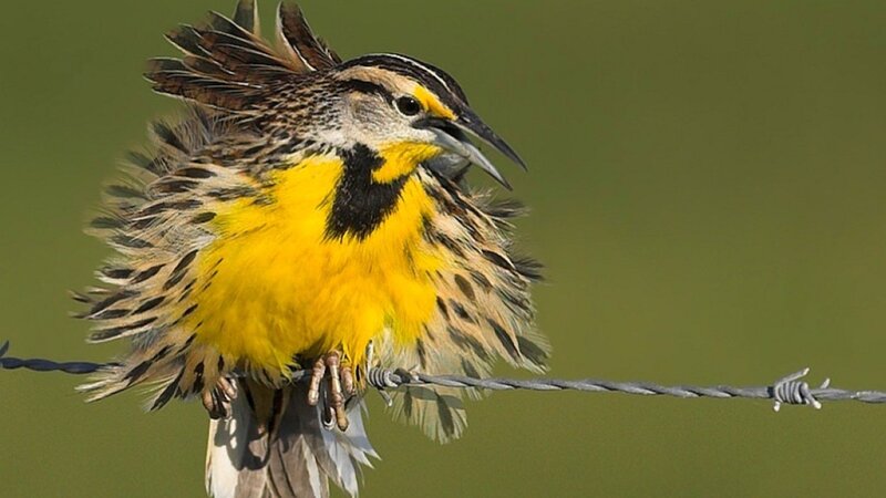 Eastern Meadowlark — Yellow