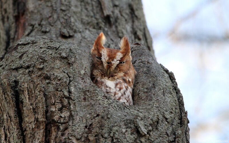 Eastern Screech Owl — Brown, Calm