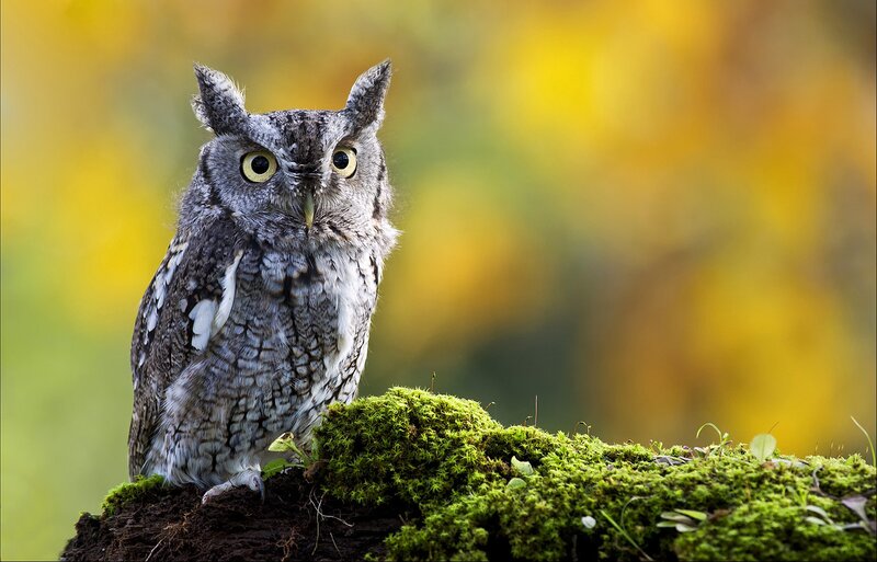 Eastern Screech Owl — Green