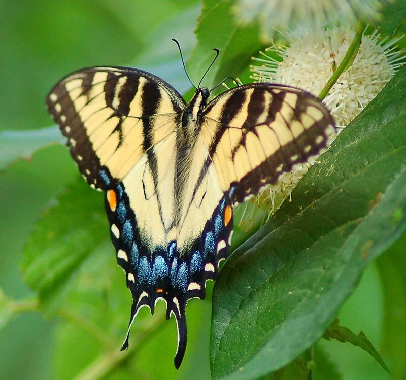 Eastern Tiger Swallowtail Butterfly — Green