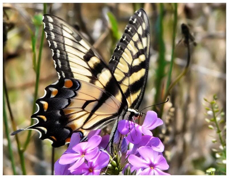 Eastern Tiger Swallowtail Butterfly