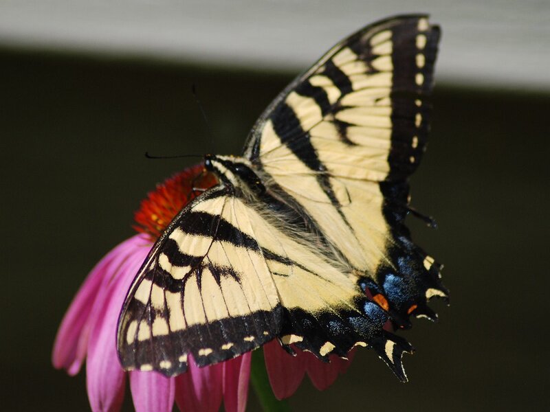 Eastern Tiger Swallowtail Butterfly — Yellow, Calm