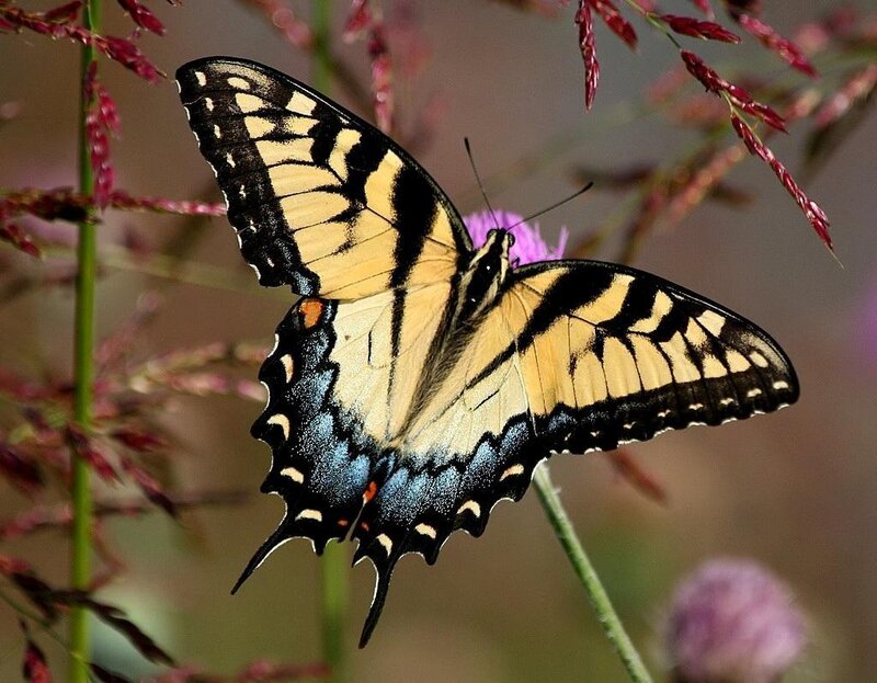 Eastern Tiger Swallowtail Butterfly — Yellow