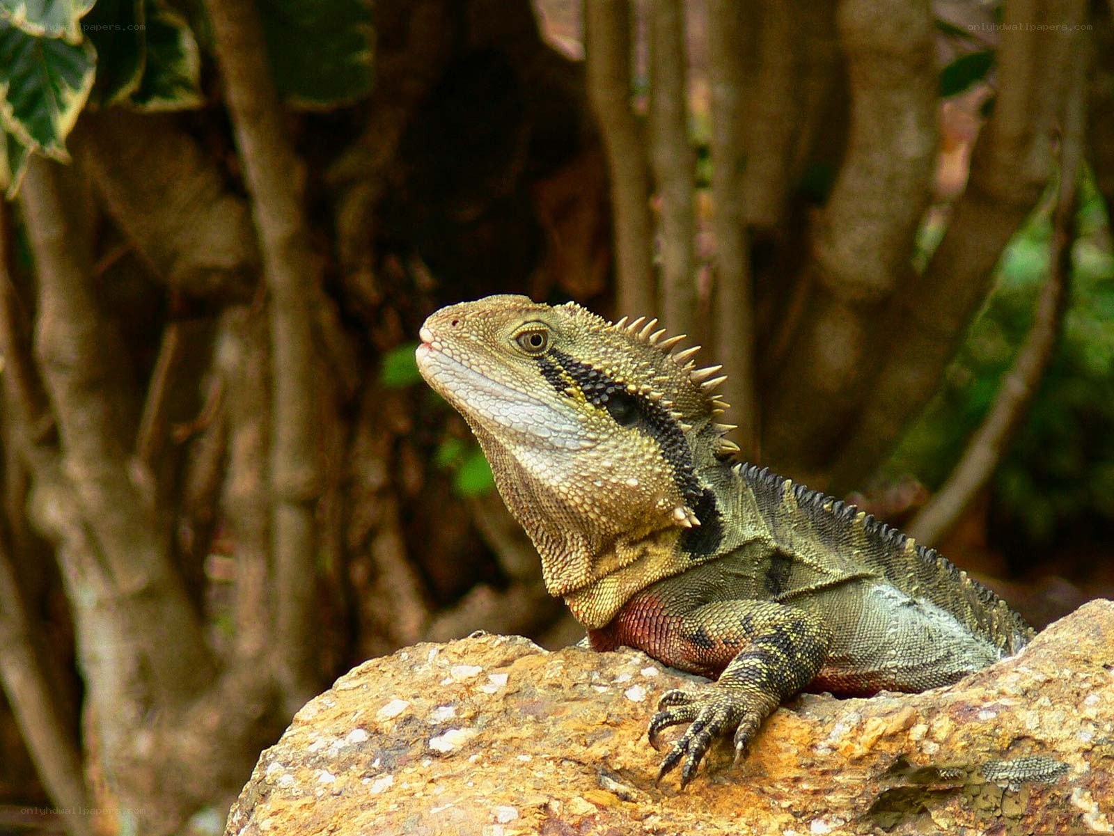 Eastern water dragon on a rock