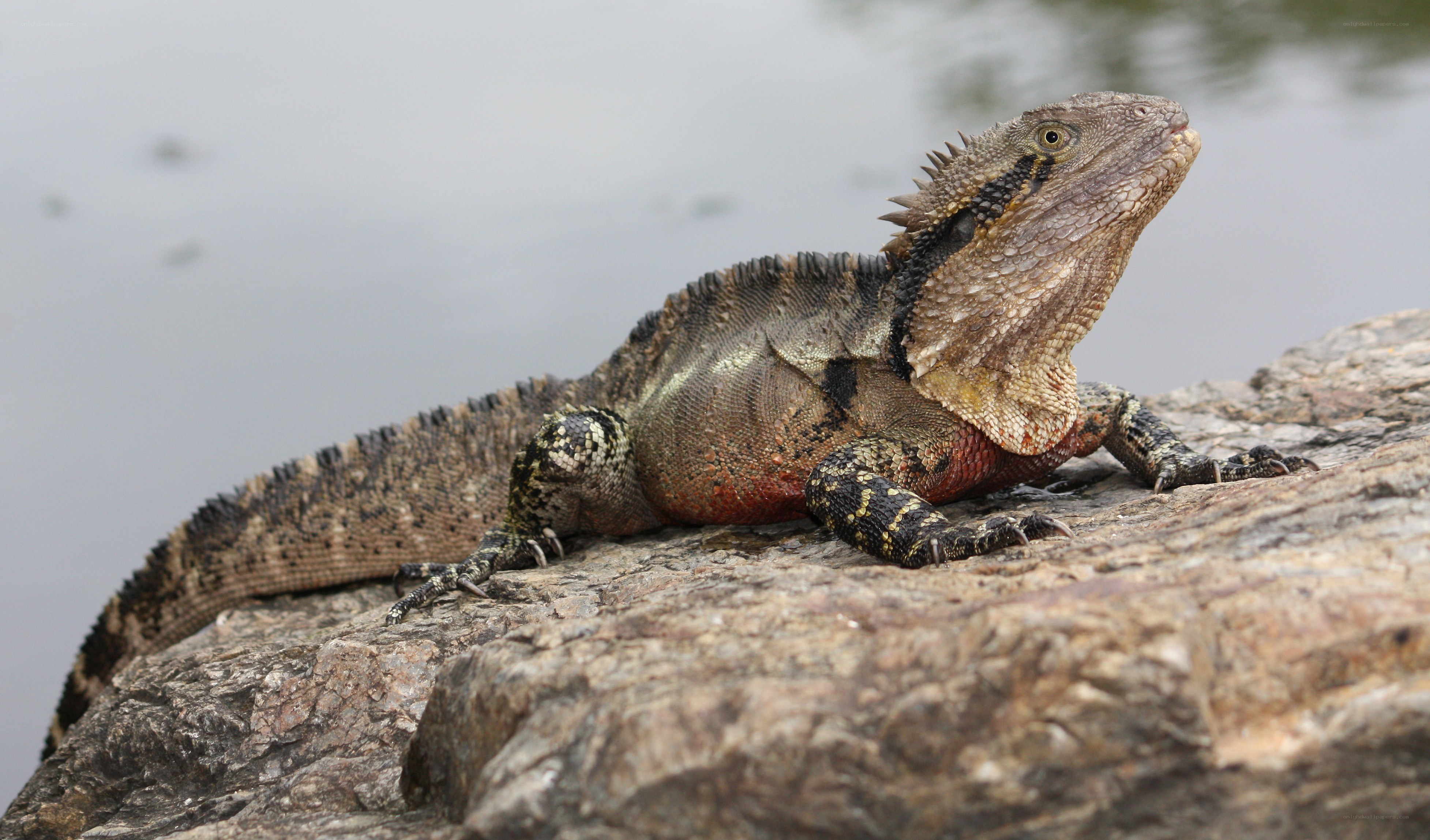 Eastern water dragon on rock