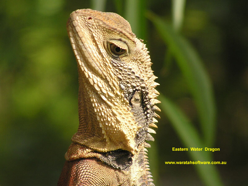 Eastern Water Dragon