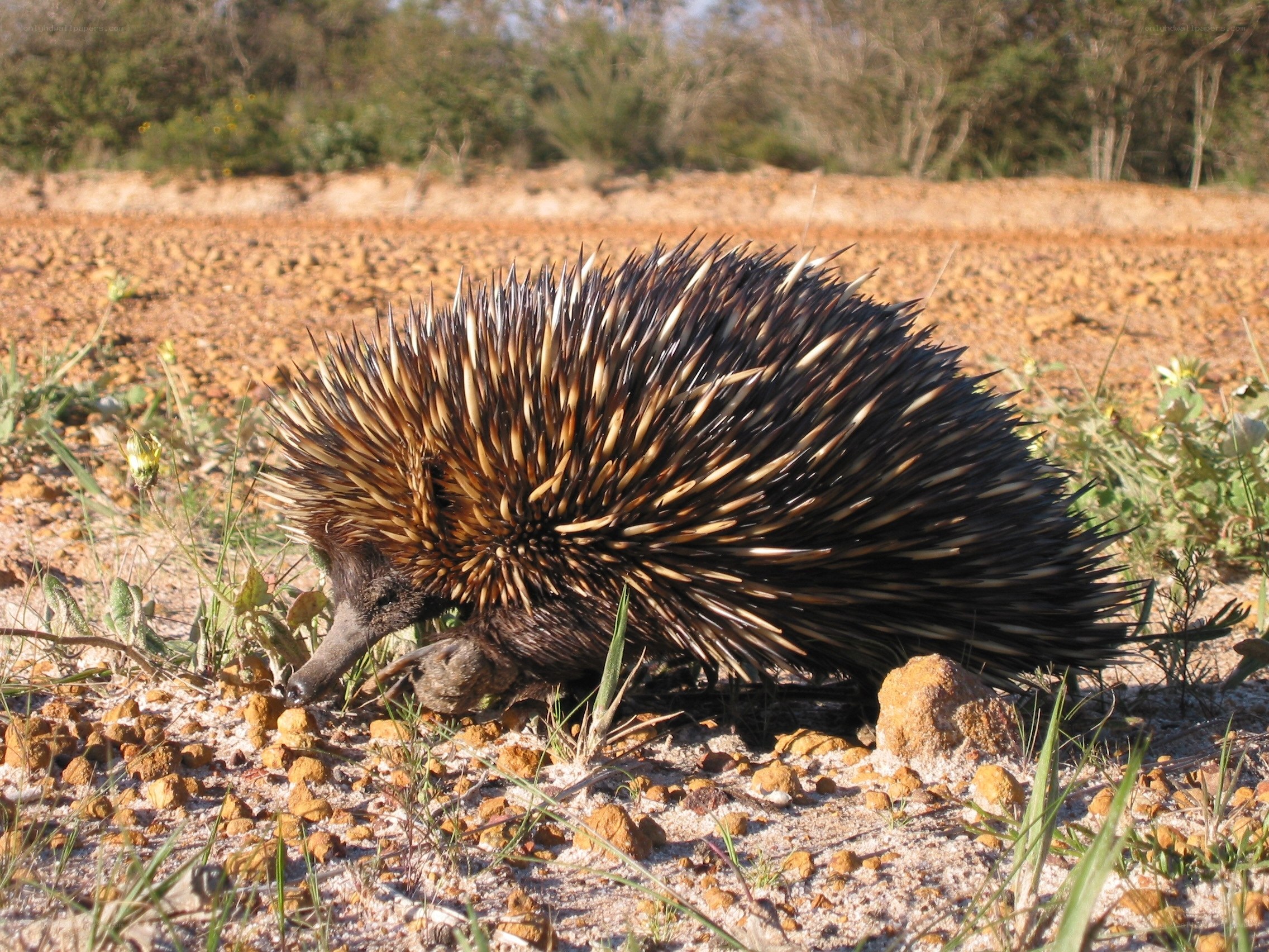 Echidna foraging in dry soil