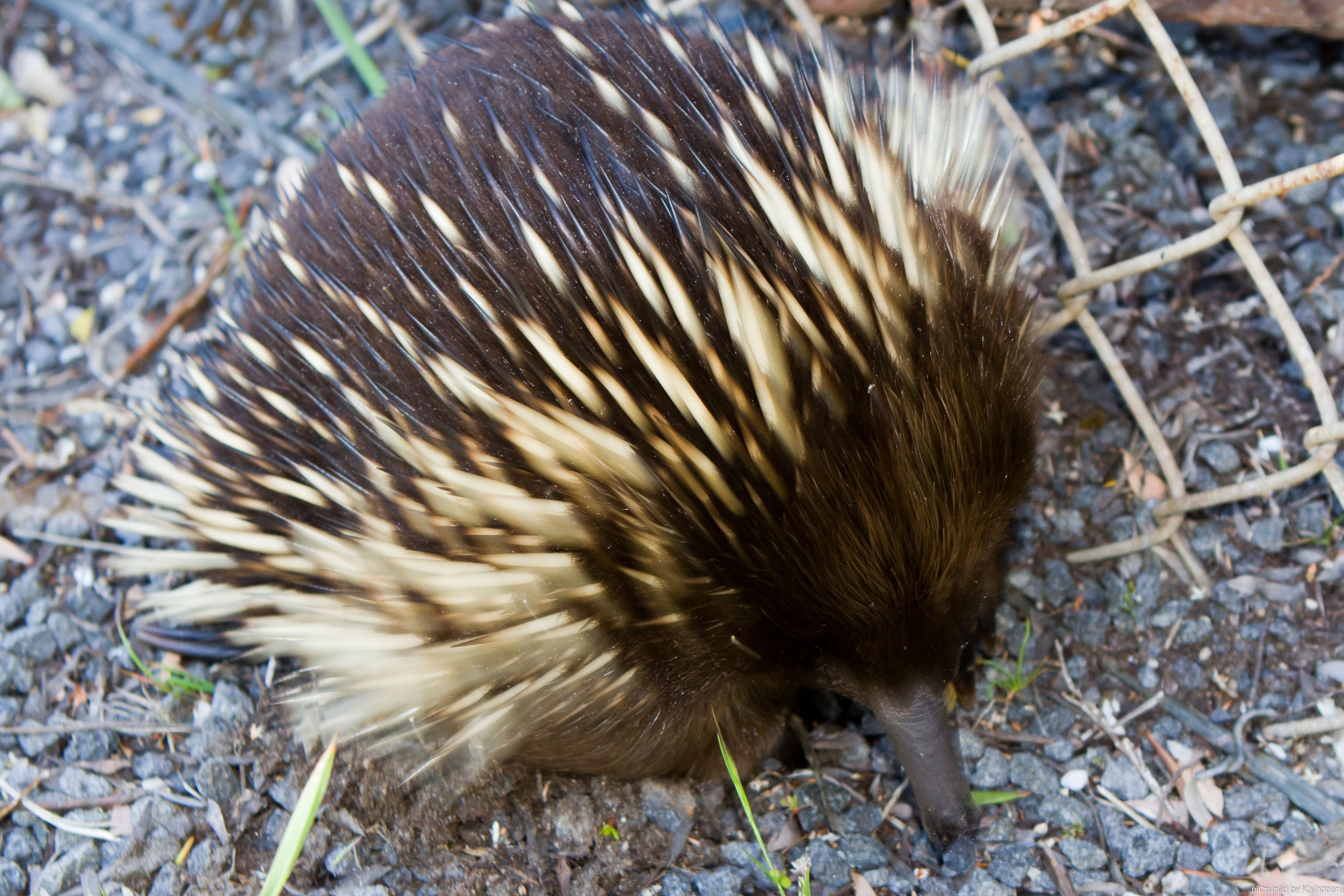 Echidna foraging on ground