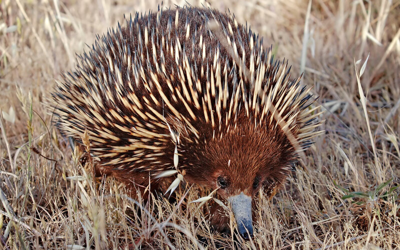 Echidna in dry grass