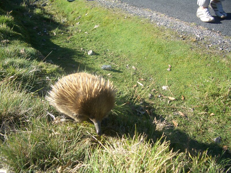 Echidna in Grass