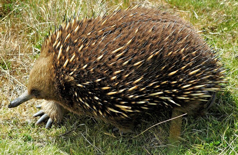 Echidna in grassy field