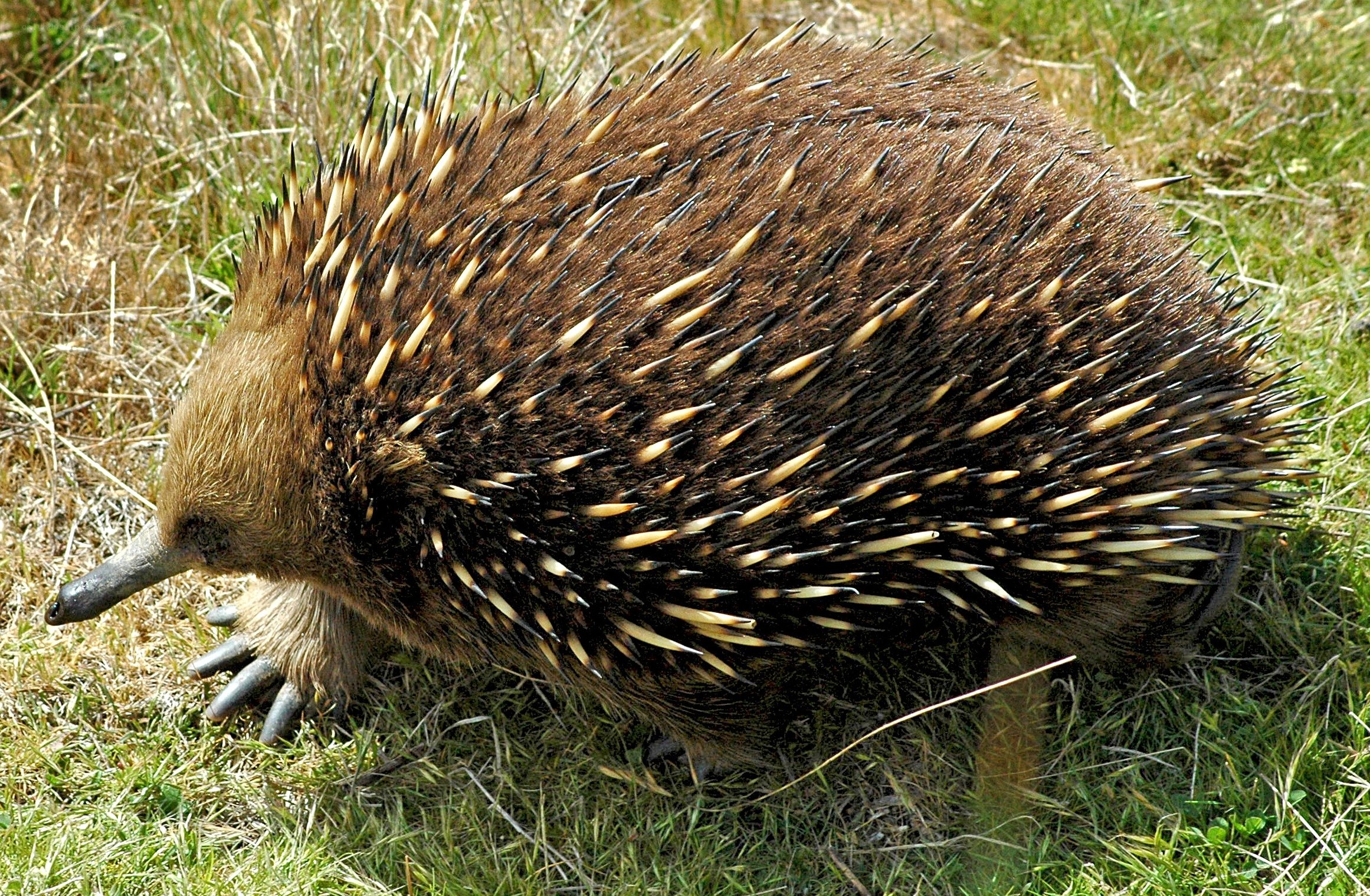 Echidna in grassy field