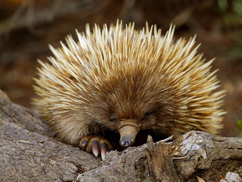 Echidna on a log