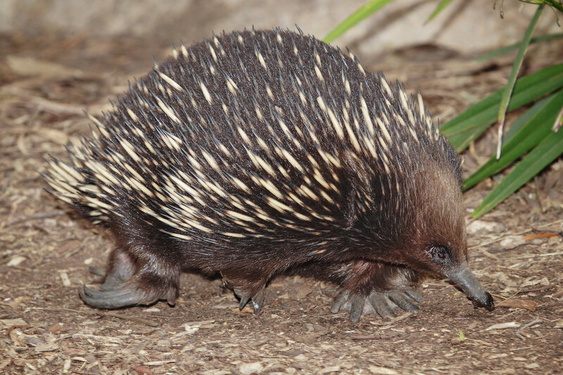 Echidna on forest floor