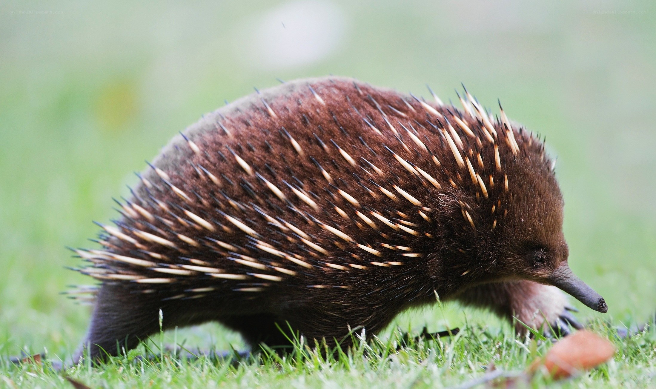 Echidna on grass
