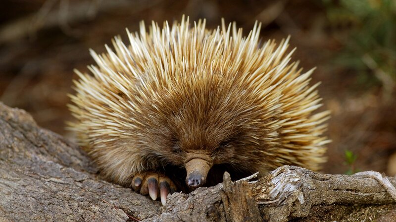 Echidna on Log