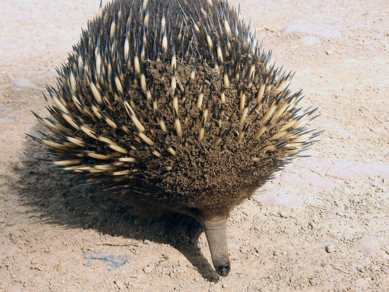 Echidna on sandy ground