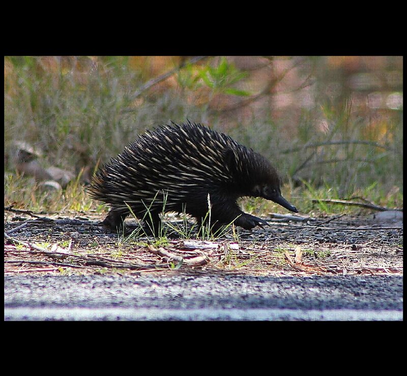 Echidna Walking on Ground — Black