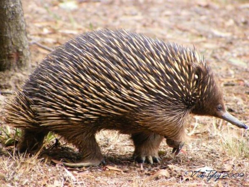 Echidna Walking on Ground