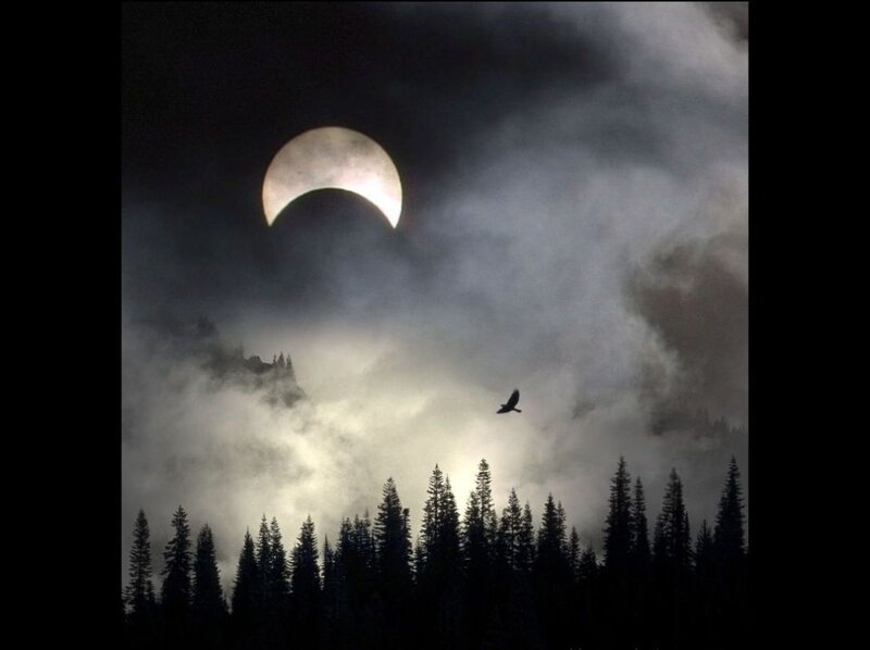 Eclipse over Forest