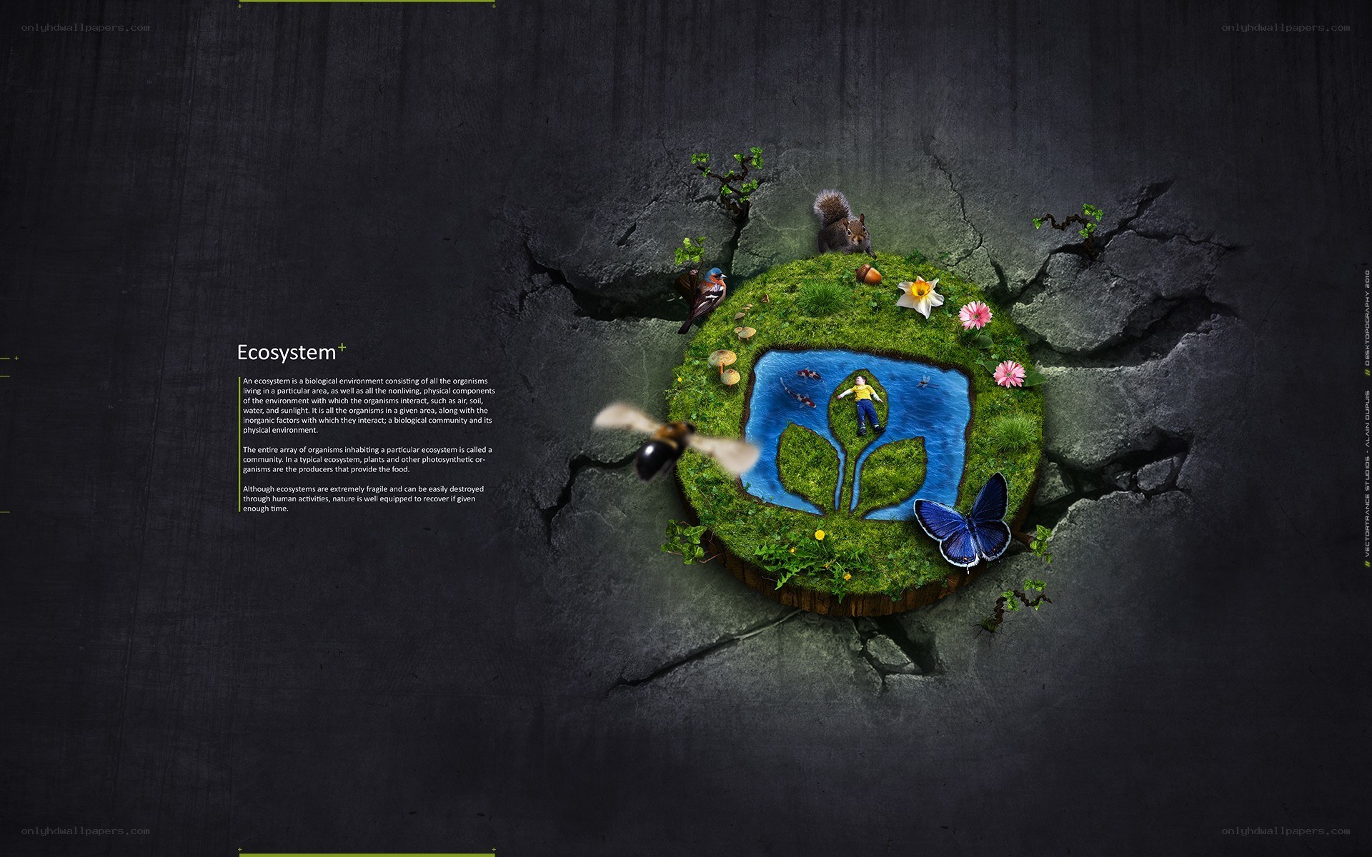Ecosystem illustration