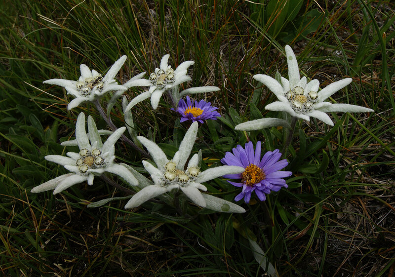 Edelweiss and Purple Flowers