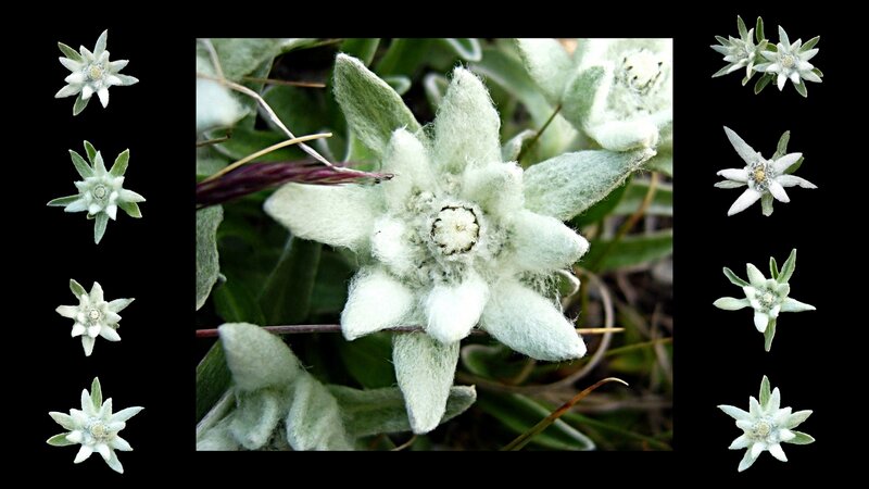 Edelweiss flower close-up