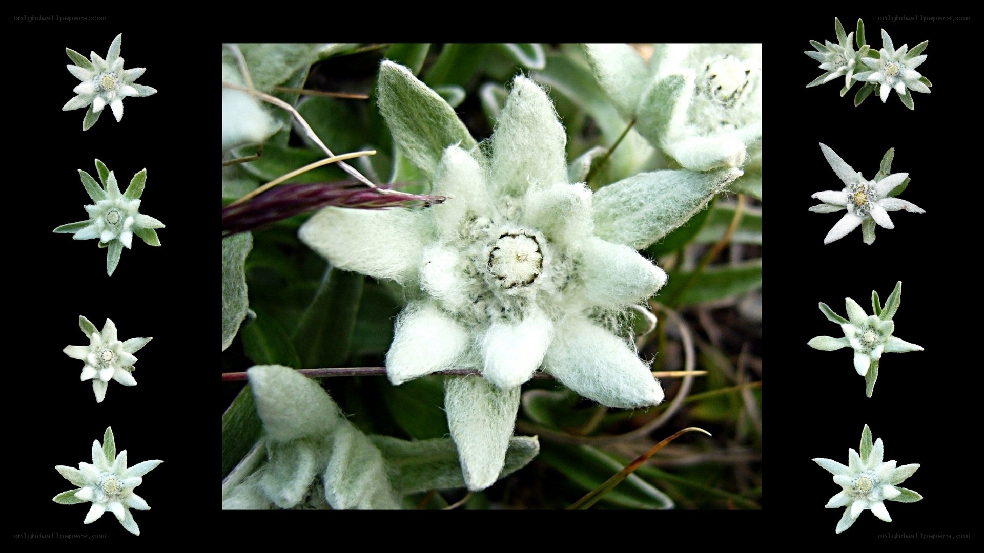 Edelweiss flower close-up