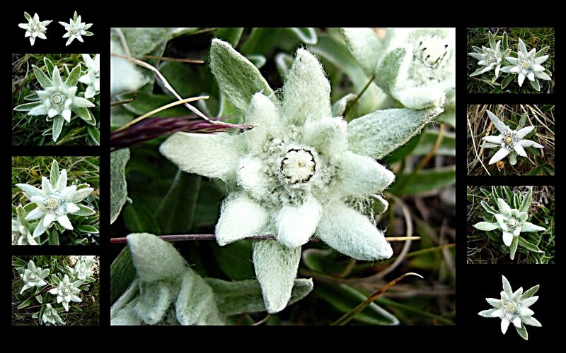 Edelweiss Flower Collage — White