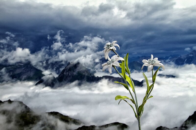 Edelweiss Flower in Mountains