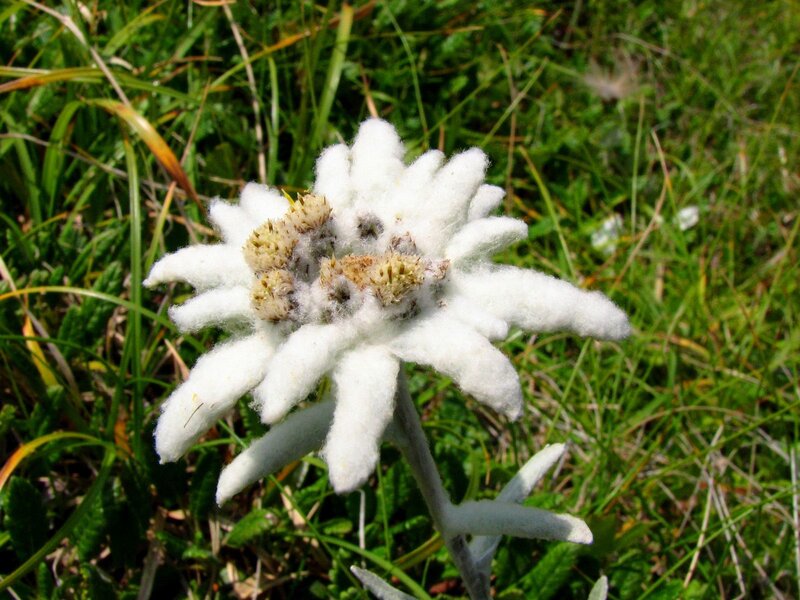 Edelweiss Flower