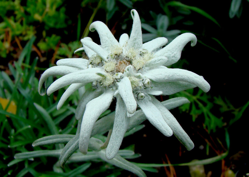 Edelweiss Flower — White
