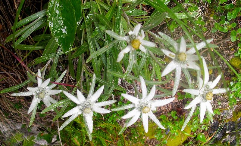 Edelweiss Flowers in Grass