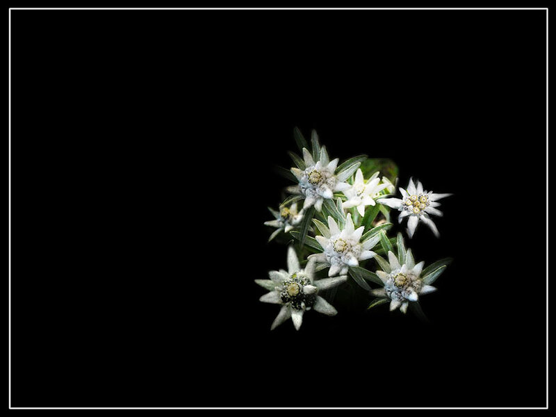 Edelweiss Flowers