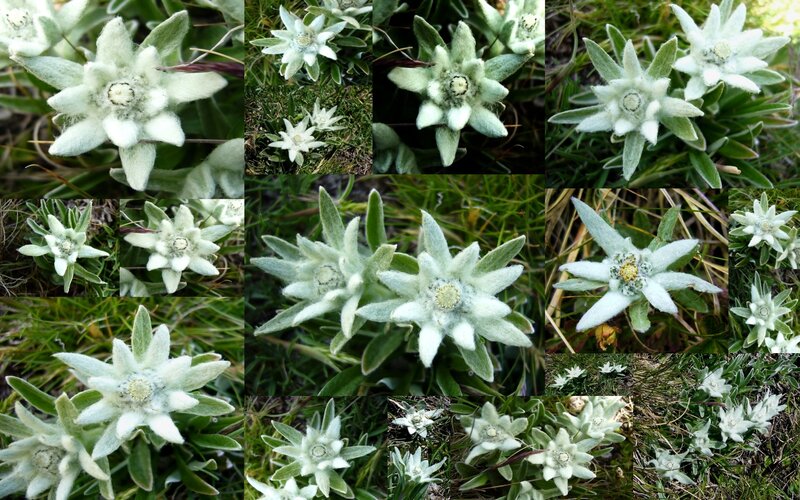 Edelweiss Flowers — White