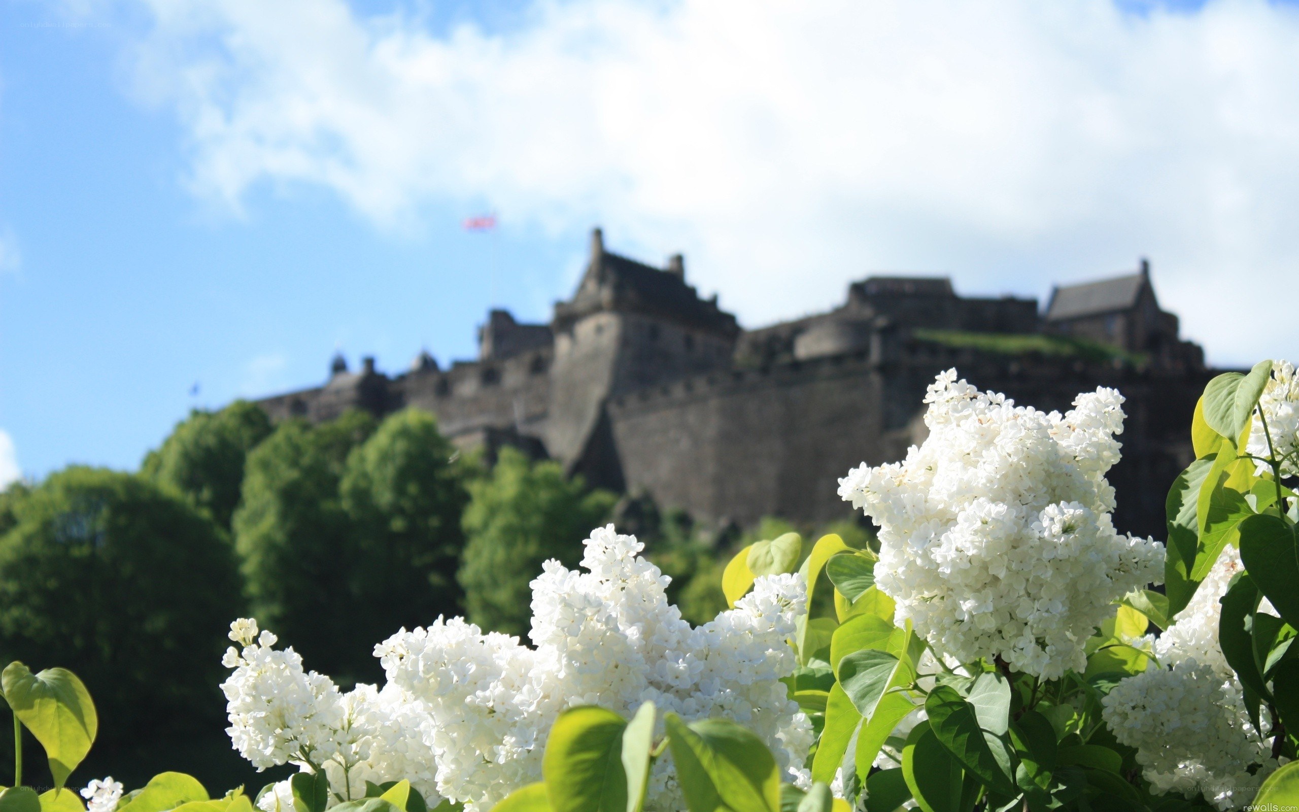 Edinburgh Castle with white flowers